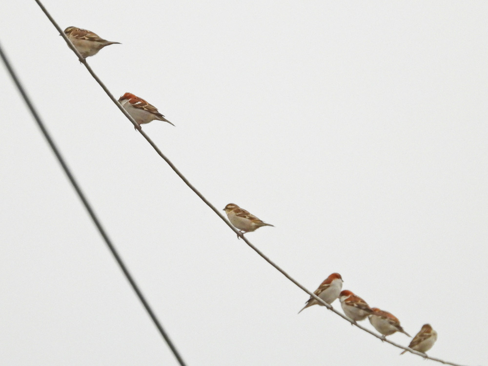 冬の九州縦断　越冬珍鳥を求めて【後編】